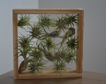 Air Plant Framed Display - Medium