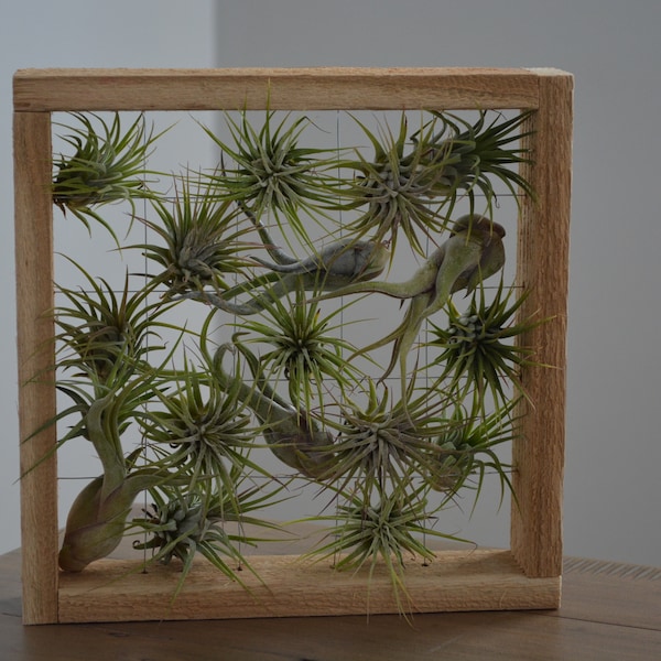 Air Plant Framed Display - Large