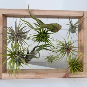 Air Plant Display Frame - Rectangle