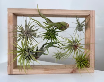 Air Plant Display Frame - Rectangle