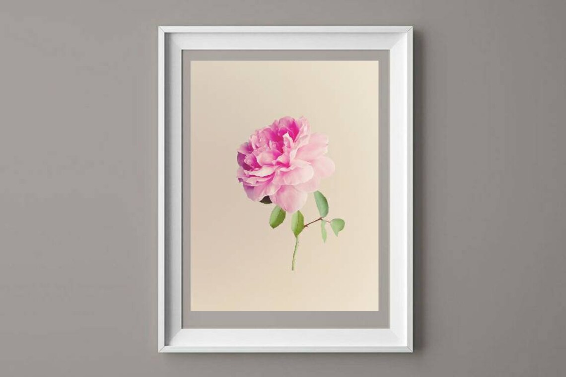 Pink Rose Wall Decor Floral Print Botanical Flower Art Etsy