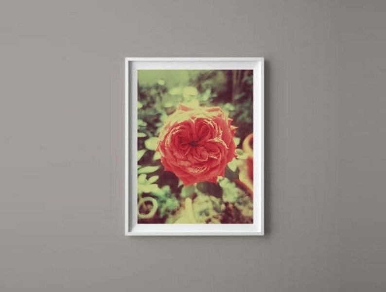 Vintage Rose Wall Art for a Living Room Rose Flower Print Etsy