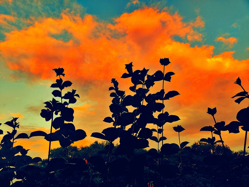 Sunset Wall Art for a Bedroom Nature Wall Decor Forest Etsy