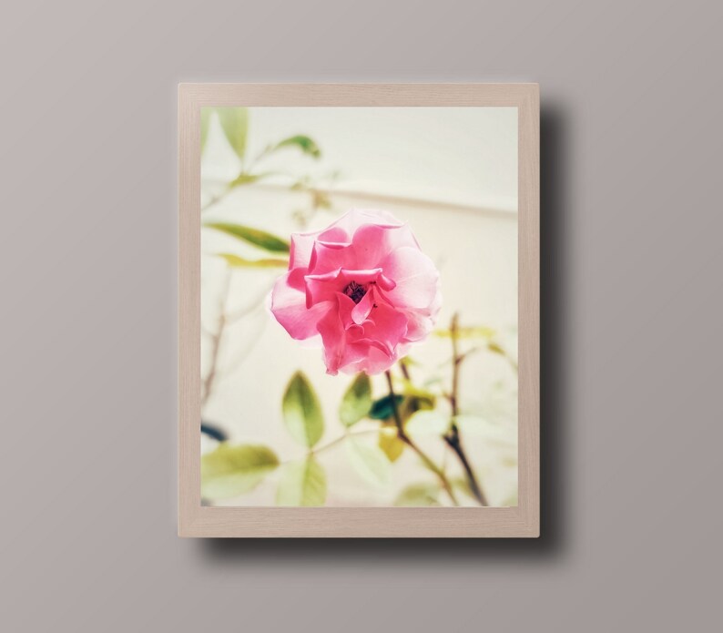 Buy Pink Rose Wall Print Rose Wall Decor Gift for Her Romantic Online