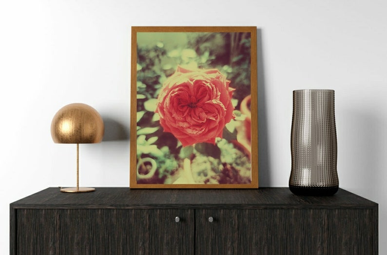 Vintage Rose Wall Art for a Living Room Rose Flower Print Etsy