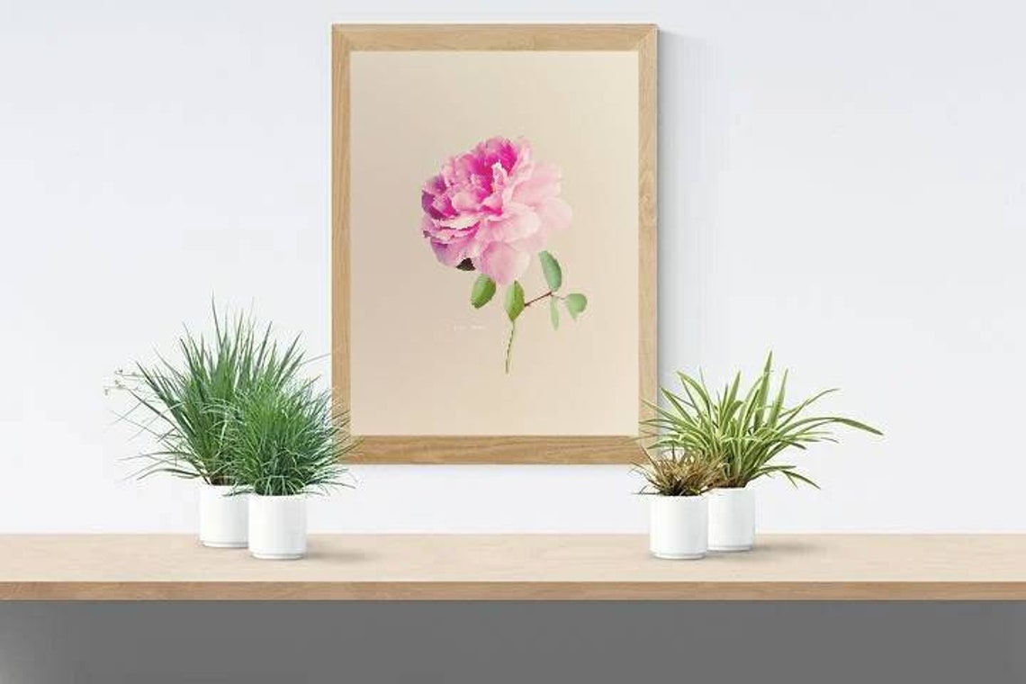 Pink Rose Wall Decor Floral Print Botanical Flower Art Etsy