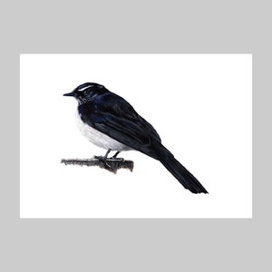 Willy Wagtail III, Original Artwork, A4, Acrylic Painting, Natural History, Limited Edition, Archival Quality, Giclee Art Print, Fauna, Bird