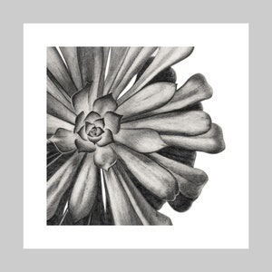 Aeonium, Graphit Bleistiftzeichnung, Exotische Pflanze, Limitierte Auflage, Archivqualität, Giclee Kunstdruck