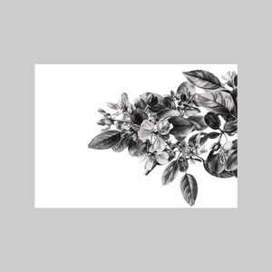 Pomme de crabe, Plante exotique, A6, Format paysage, Carte de vœux, Toutes les occasions, Blanc, Réaliste, Noir et blanc, Dessin au crayon, Nature, Flore