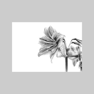 Hippeastrum, Exotische Pflanze, A6, Querformat, Alle Okkassion, Grußkarte, realistisch, schwarz weiß, Bleistiftzeichnung, Natur, Flora
