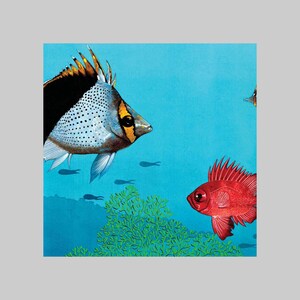 Butterflyfish and Bigeyefish Square Biglietto di auguri, Tutte le occasioni, Vuoto all'interno, Colorato, Acquatico, Acqua, Oceano, Pesci