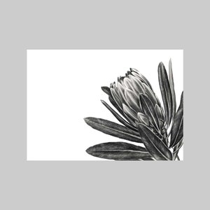 Protea, Plante exotique, A6, Format paysage, Toutes les occasions, Vierge, Carte de vœux, Réaliste, Noir et blanc, Dessin au crayon, Nature, Flore