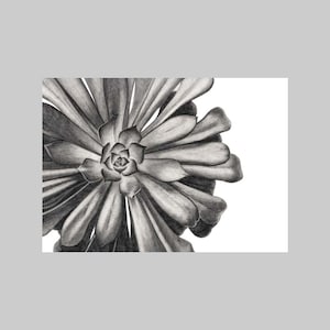 Eonio, Planta exótica, A6, Formato de paisaje, Tarjeta de felicitación, Todas las ocasiones, En blanco, Realista, Blanco y negro, Dibujo a lápiz, Naturaleza, Flora