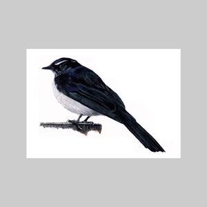 Willy Wagtail III, Ave nativa australiana, A6, Paisaje, Tarjeta de felicitación, Todas las ocasiones, Realista, Blanco y negro, Botánico, Naturaleza, Fauna