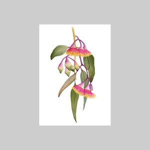 Princesse d’argent, Eucalyptus caesia, A6, Portrait, Carte de vœux, Toutes les occasions, Blanc, Vert, Rose, Jaune, Botanique, Réaliste, Flore