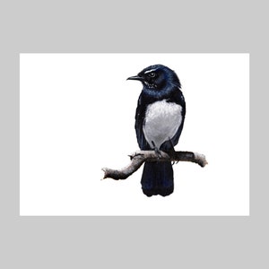 Willy Wagtail I, Original Artwork, A4, Acrylic Painting, Natural History, Limited Edition, Archival Quality, Giclee Art Print, Fauna, Bird