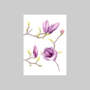 Magnolia soulangeana, A6, Portrait, Carte de vœux, Toutes les occasions, Blanc, Violet, Vert, Gris, Botanique, Réaliste, Flore, Fleur, Exotique