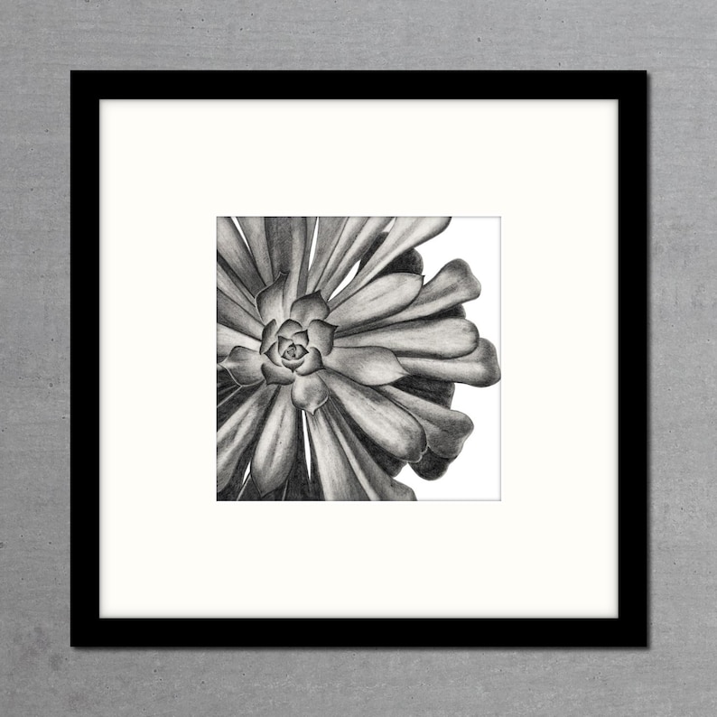 Giclee Art Print Limited Edition Graphite Pencil Drawing Archival Quality Aeonium Exotic Plant