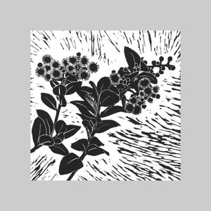Wattle, Natif d’Australie, Carte de vœux carrée, Toutes les occasions, Intérieur vierge, Gras, Graphique, Noir et blanc, Flore, Plante, Nature