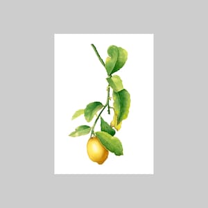 Citron, Citrus x limon, A6, Portrait, Carte de vœux, Toutes les occasions, Blanc, Vert, Jaune, Botanique, Réaliste, Nature, Flore, Fruits, Plantes