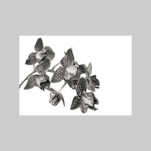 Orchidée, Plante exotique, A6, Format paysage, Toutes les occasions, Vierge, Carte de vœux, Réaliste, Noir et blanc, Dessin au crayon, Nature, Flore