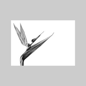 Bird of Paradise, Exotische Plant, A6, Landschapsformaat, Wenskaart, Alle gelegenheid, Realistisch, Zwart-Wit, Potlood tekening, Natuur, Flora