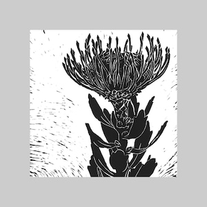 Pincushion, Natif d’Australie, Carte de vœux carrée, Toutes les occasions, Intérieur vierge, Gras, Graphique, Noir et blanc, Flore, Plante, Nature