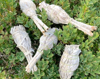 Small California White Sage Set, 5 Drumstick Bundles, Salvia apiana, Premium Smudging, Purification, Cleansing, Blessing, 100% Natural