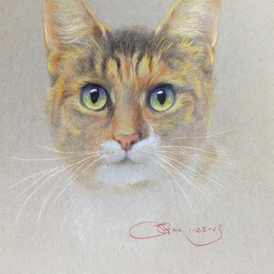 Drawing a cat with colored pencils