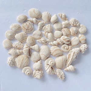 May include: A collection of various seashells in shades of white and cream, arranged on a white surface. The shells vary in size and shape, including spiral, fan, and ridged designs. Some shells have subtle brown markings.