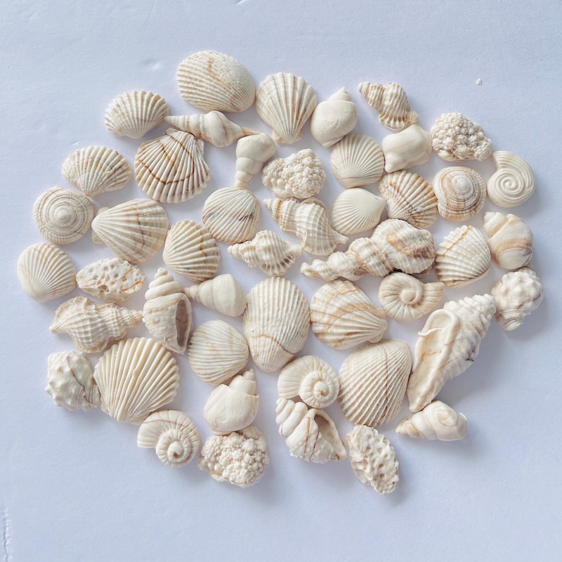 Edible Shells and Coral - Etsy