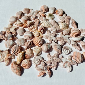 Tiny (0.5 inches) Marbled Ivory/ natural edible fondant seashells set-Vegan-Dairy Free-Gluten Free-Nut Free