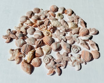 Tiny (0.5 inches) Marbled Ivory/ natural edible fondant seashells set-Vegan-Dairy Free-Gluten Free-Nut Free
