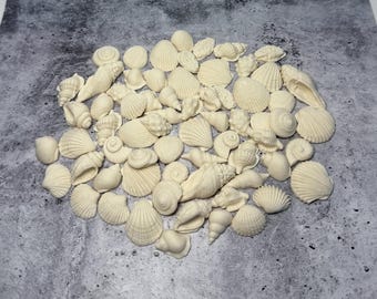 May include: A collection of off-white seashells of various shapes and sizes, including conch shells, scallops, and spiral shells. The shells are arranged on a gray textured surface, creating a beachy, coastal theme.