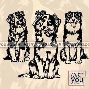 Könnte beinhalten: Drei schwarz-weiße Australian Shepherd Hunde sitzen in verschiedenen Posen. Die Hunde schauen alle in die Kamera.