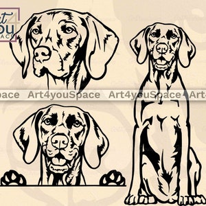 Vizsla SVG, archivos SVG de perro para Cricut, imágenes prediseñadas vectoriales de raza de caza, EPS DXF, arte imprimible PNG, descarga, retrato divertido de cara asomada, cabeza