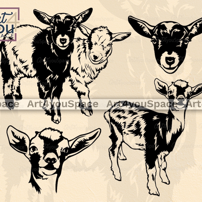 Pygmy Goat - Etsy
