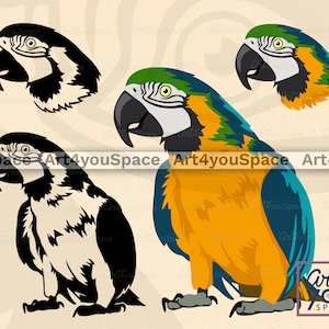 May include: Three illustrations of a parrot. One parrot is black and white, one is yellow, green, and blue, and the other is yellow, green, and blue with a black outline.