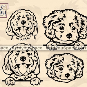 Cavachon, Hund Gesicht Cricut, süße Welpen Gesicht Clipart, lustig spähen Haustier Kopf Pfoten, Vektor, dxf, download T-Shirt Design, printable Kunst png