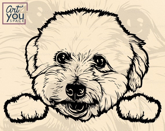 Download Bichon Frise Vector Dog Svg Cricut Peek A Boo Head Paw Etsy
