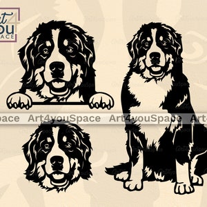 Berner Sennenhund SVG-Dateien für Cricut, Gesicht Vektor, Kopfpfote, Rasse Clipart, Dxf Plasmen Cnc Art, Png herunterladen, Shirt-Design, Körper sitzen