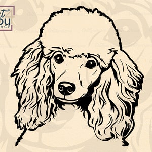 Poodle svg, arquivos svg de cachorro para cricut, clipart de poodle francês dxf, imagem vetorial de retrato de cabeça de rosto Download de arte para impressão PNG, raça de camisa