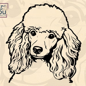 Poodle svg, dog svg files for cricut, french poodle clipart dxf, Face Head portrait vector image PNG Printable art Download, shirt Breed