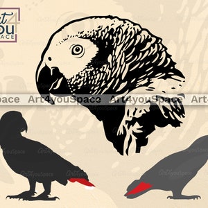 Pappagallo grigio africano, pappagallo in formato SVG, uccello in formato SVG, Clipart, download, Silhouette, Ritratto, testa, viso, cricut, grafica vettoriale, Dxf, png, camicia in formato SVG