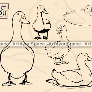 Duck Svg files for Cricut, Clipart Download, Farm life, Animal, Poultry Vector graphics, printable art, Png, Dxf, swiming bird