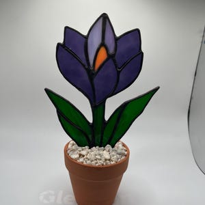 Crocus flower and pot