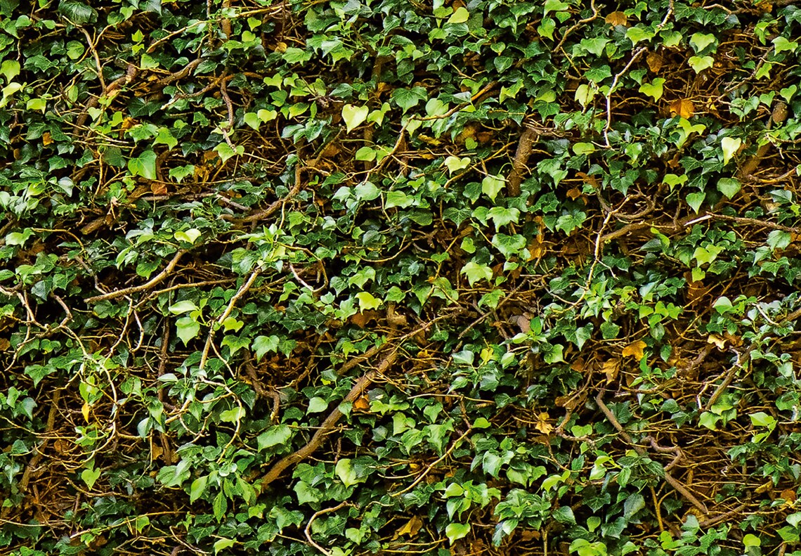 Climbing IVY Wall Mural W144xH100 Removable Faux | Etsy