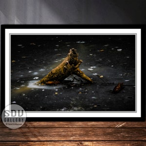 Download Photography, digital photo, printable wall art, dream, tree trunk, frozen river, branch, ice, winter, alga, Vienna, Austria