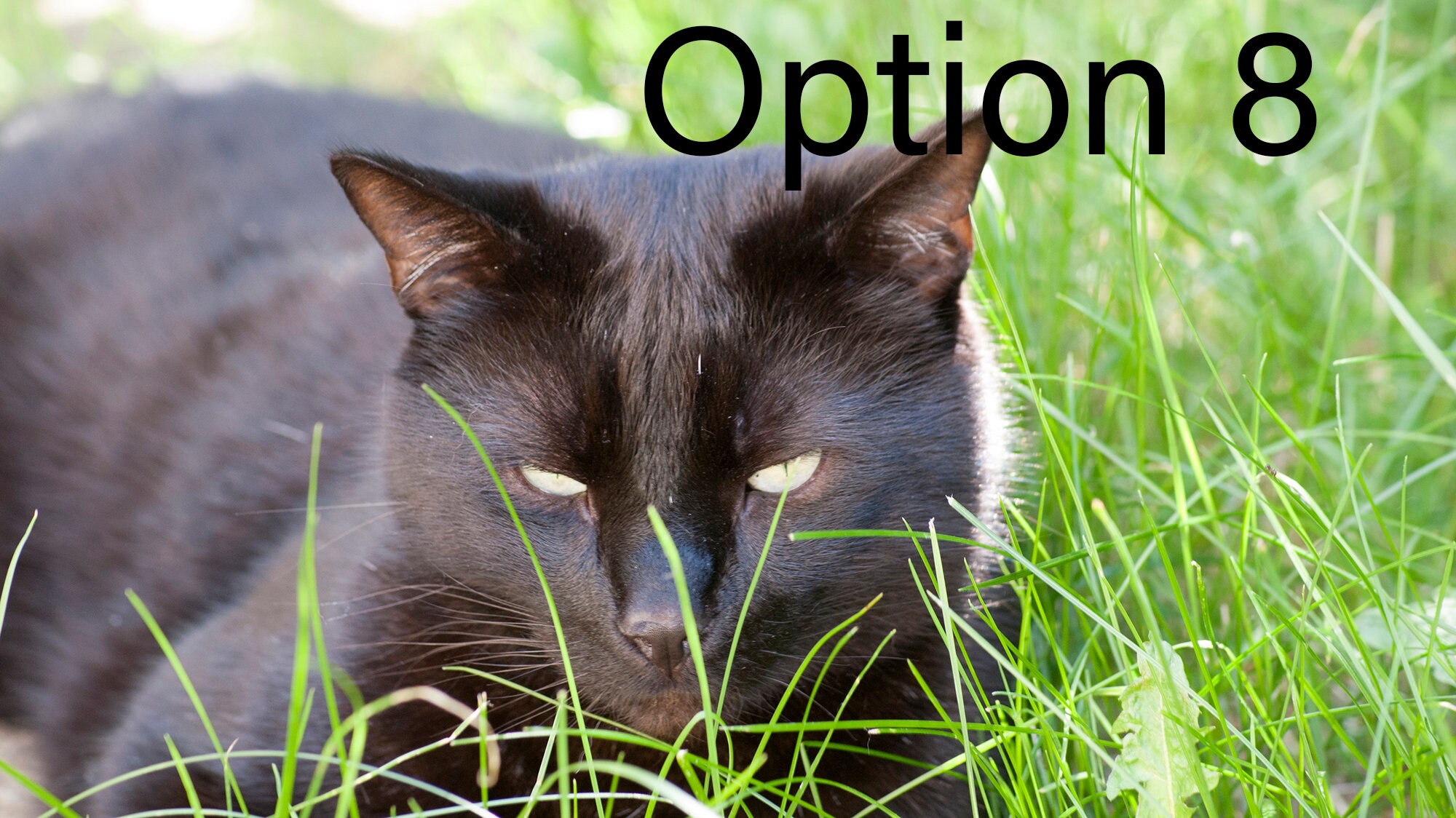 Purple Flowers Birthday Card Flower Card Anniversary Card Valentines