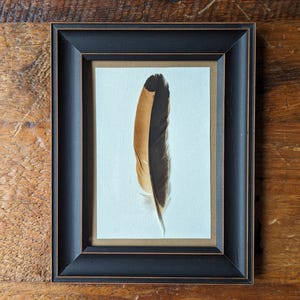 Framed feather